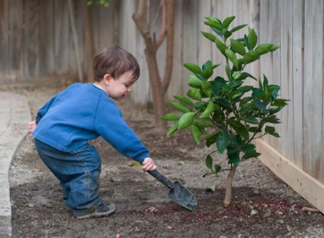 a little boy with a shovel next to a sapling
