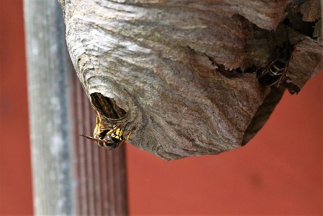 wasp nest