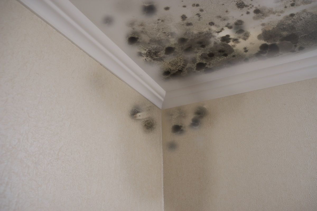 mold on a ceiling