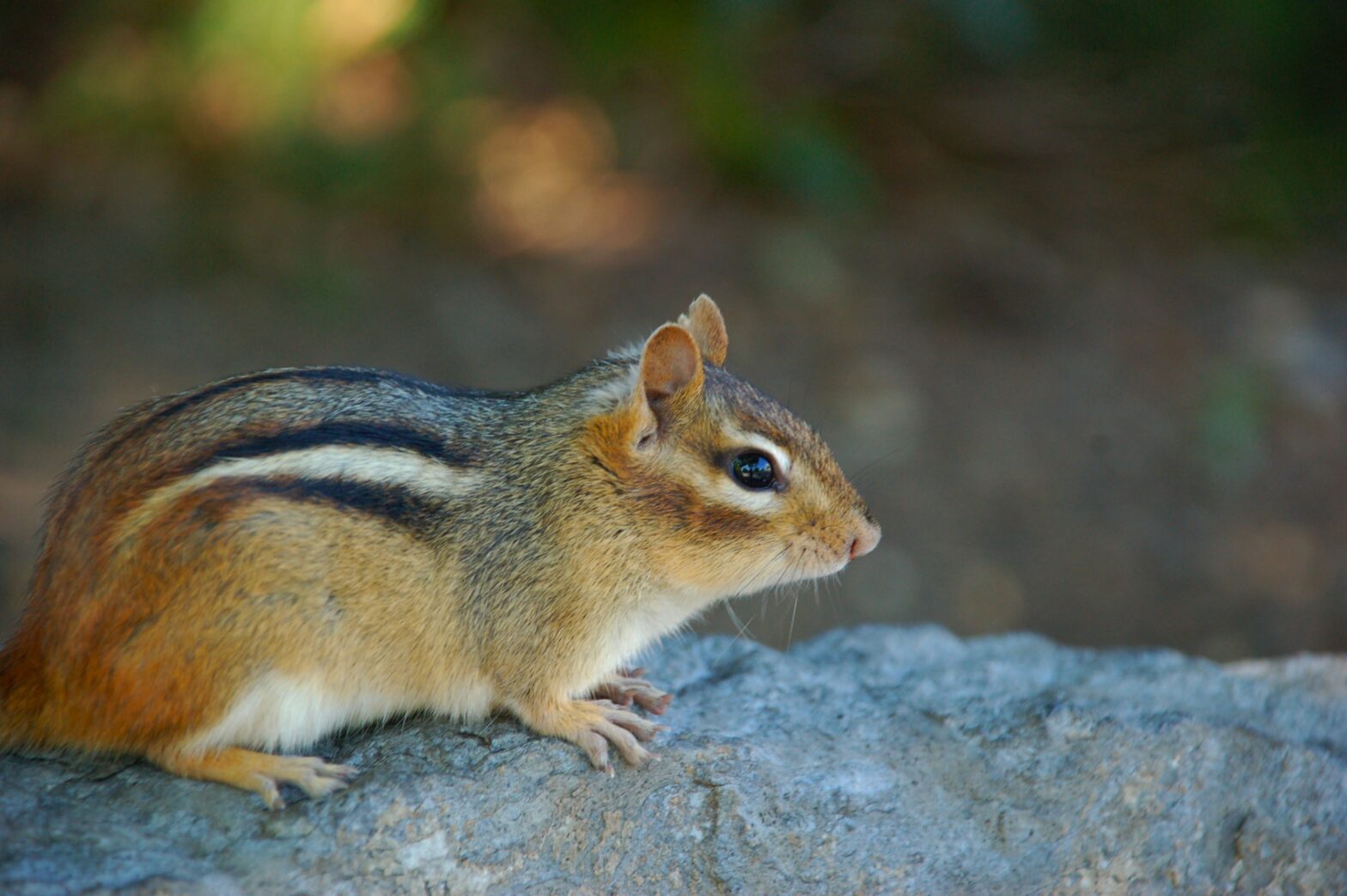 a chipmunk on a log