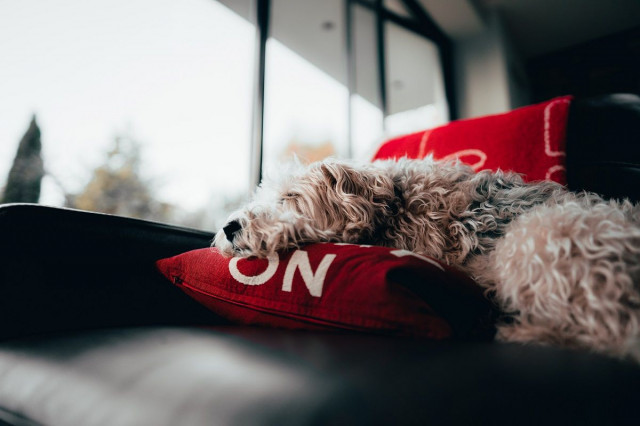 a dog asleep on a couch and laying on a pillow