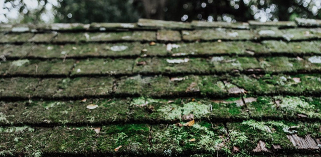 moss covered roof