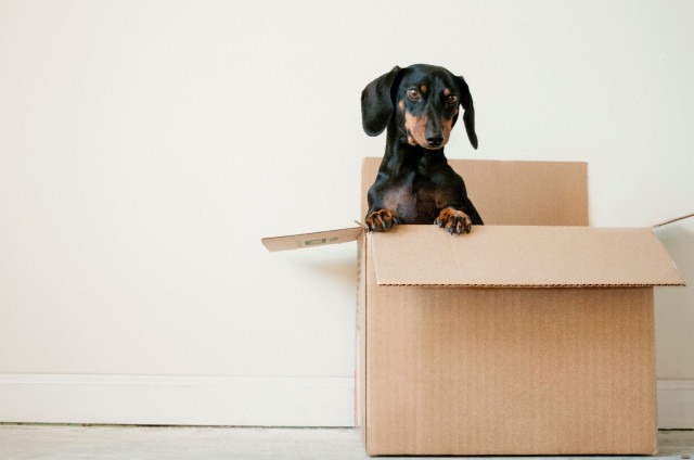 dog in box on moving day