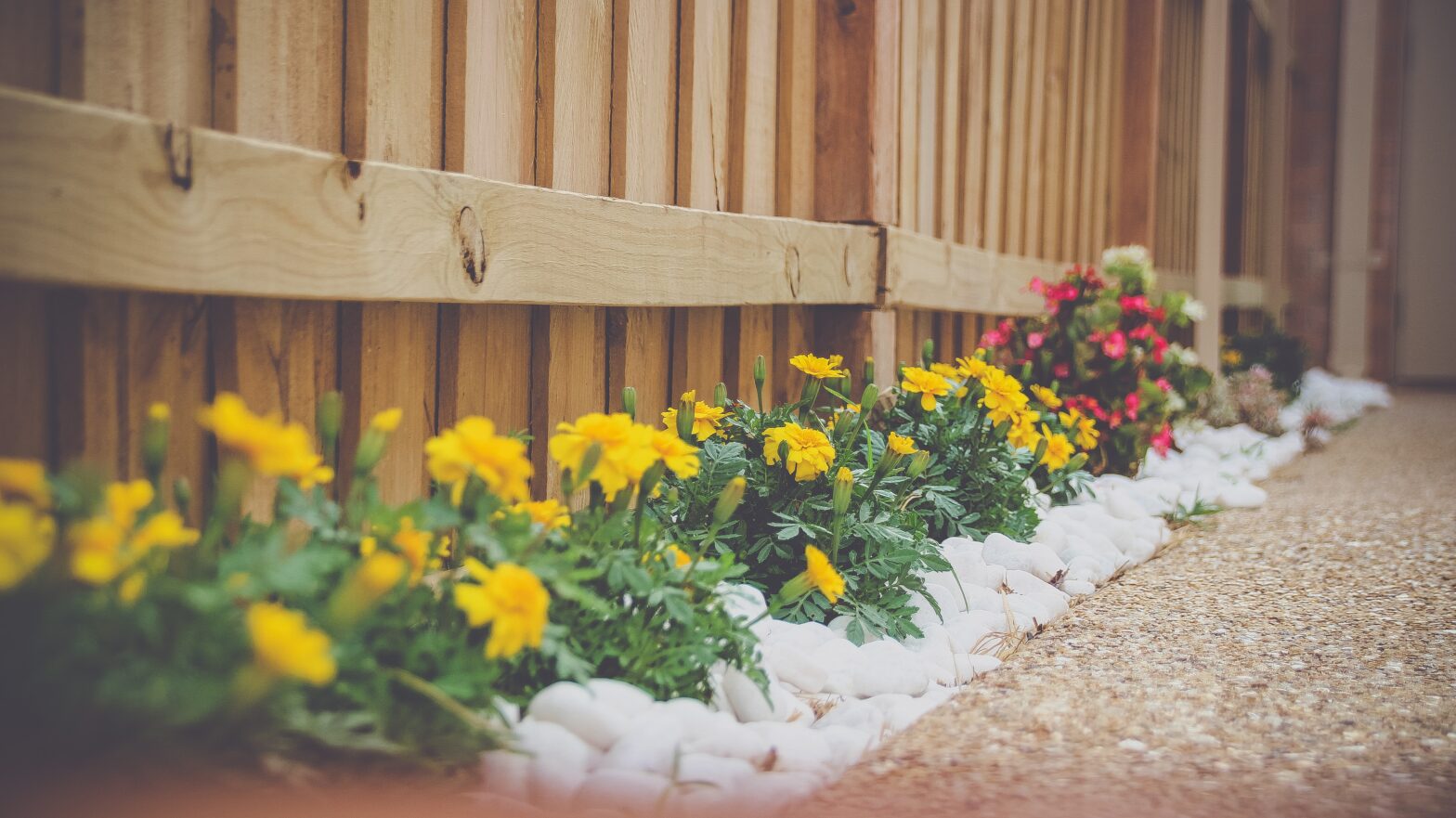a row of blooming flowers next to a fence