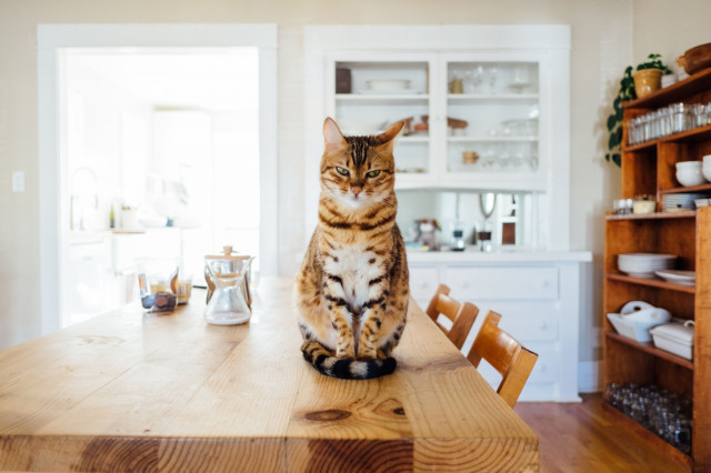 cat on table - pet safety
