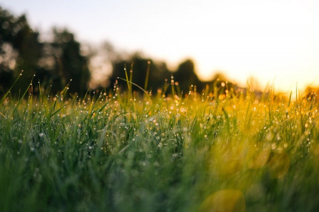 high grass with yellow droplets