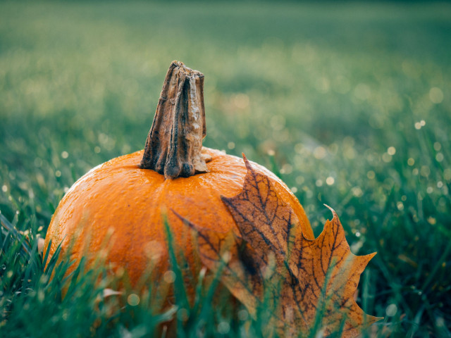 pumpkin and leaf in grass