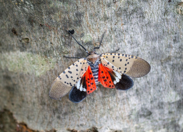 spotted lanternfly