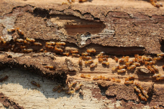 termites on wood
