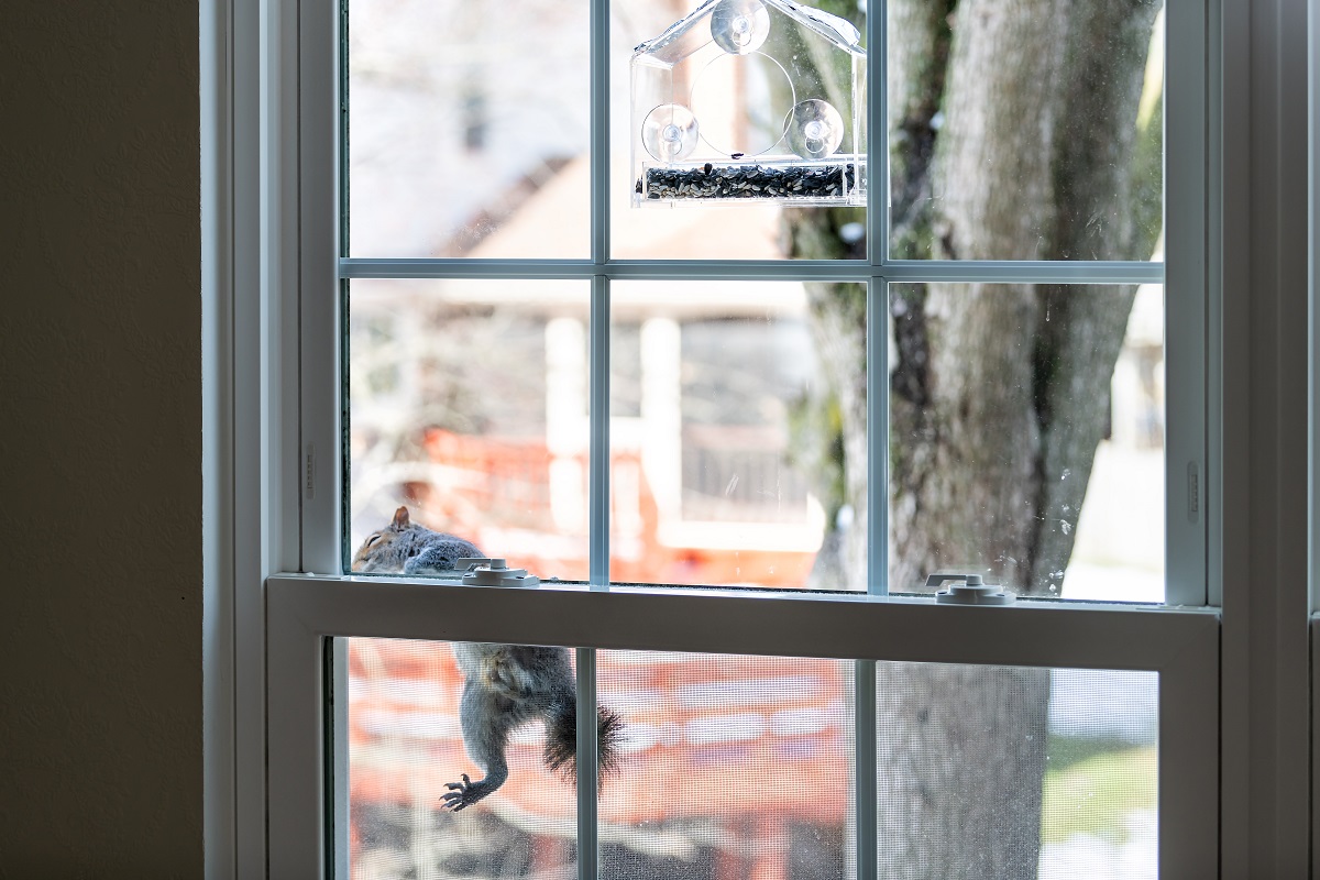 a squirrel climbing the outside of a window