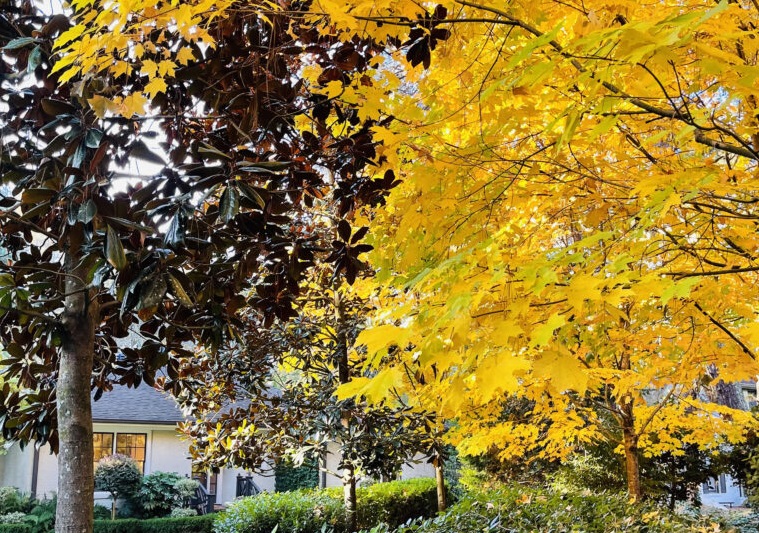 yellow maple trees outside a ranch home