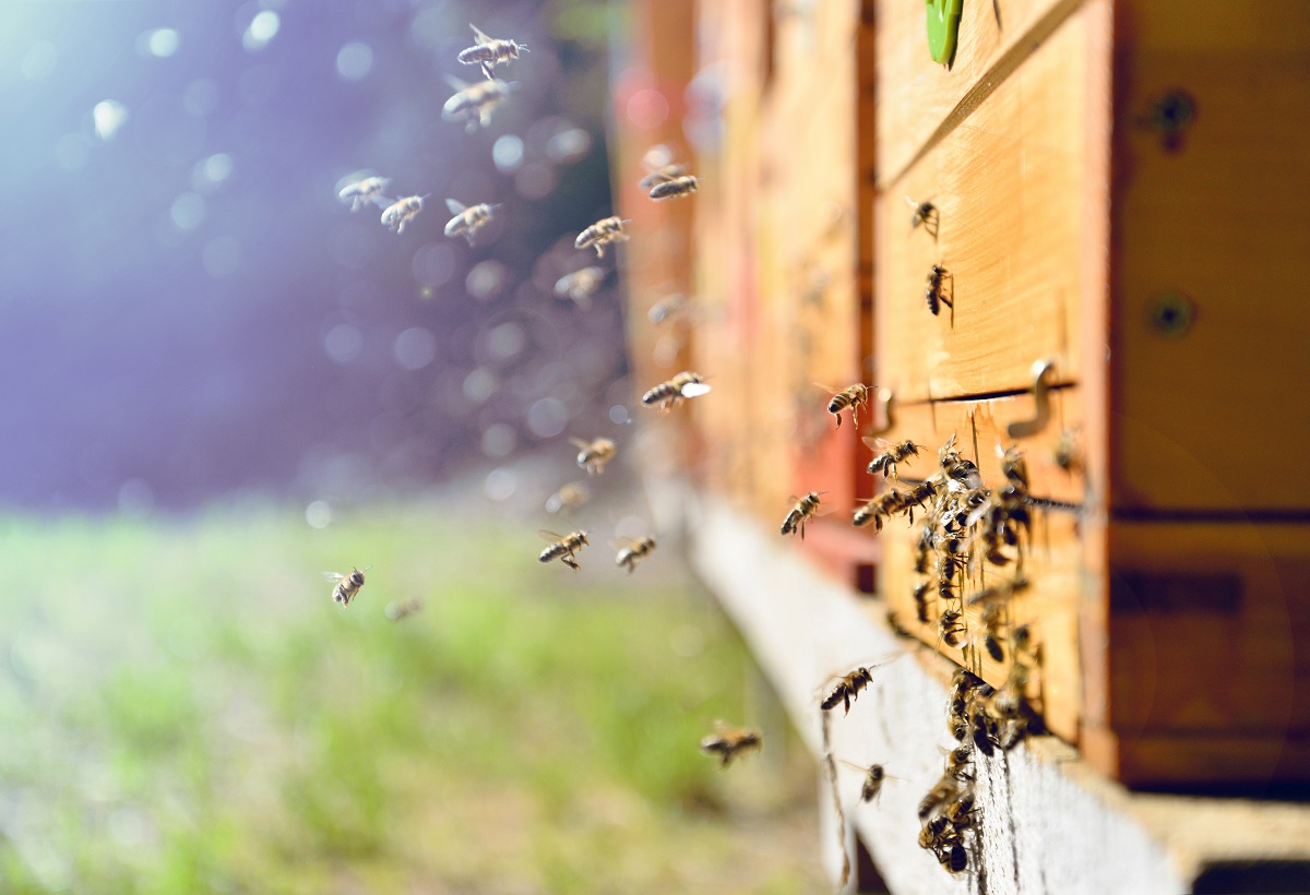 bees going into a bee box