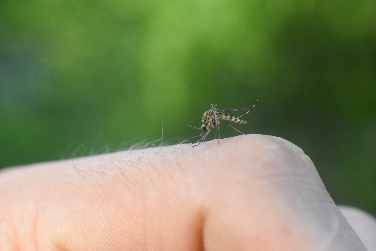 mosquito on a finger