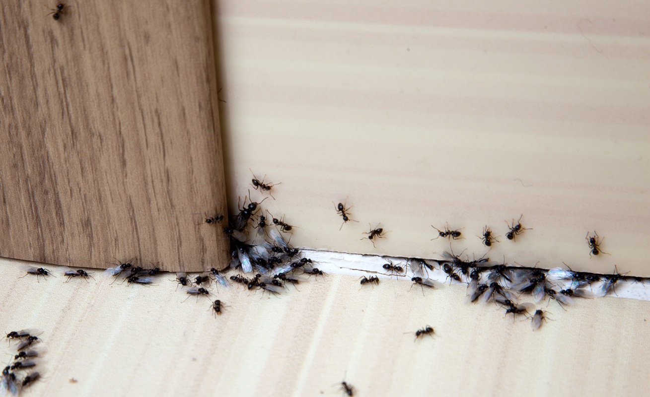 colony of ants around a door