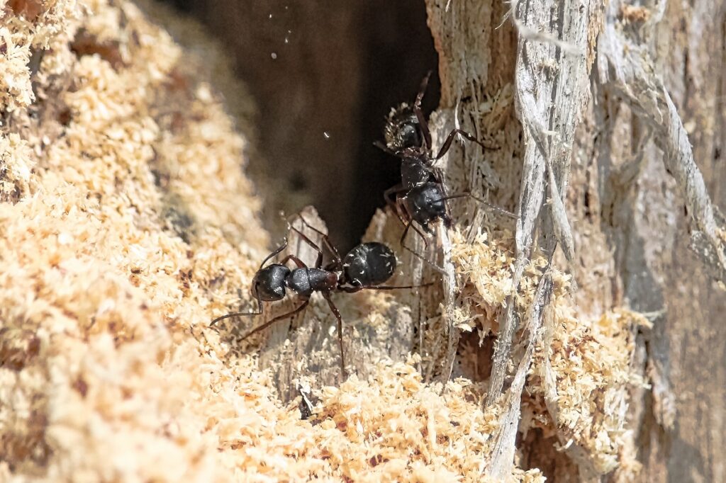 carpenter ants chewing wood