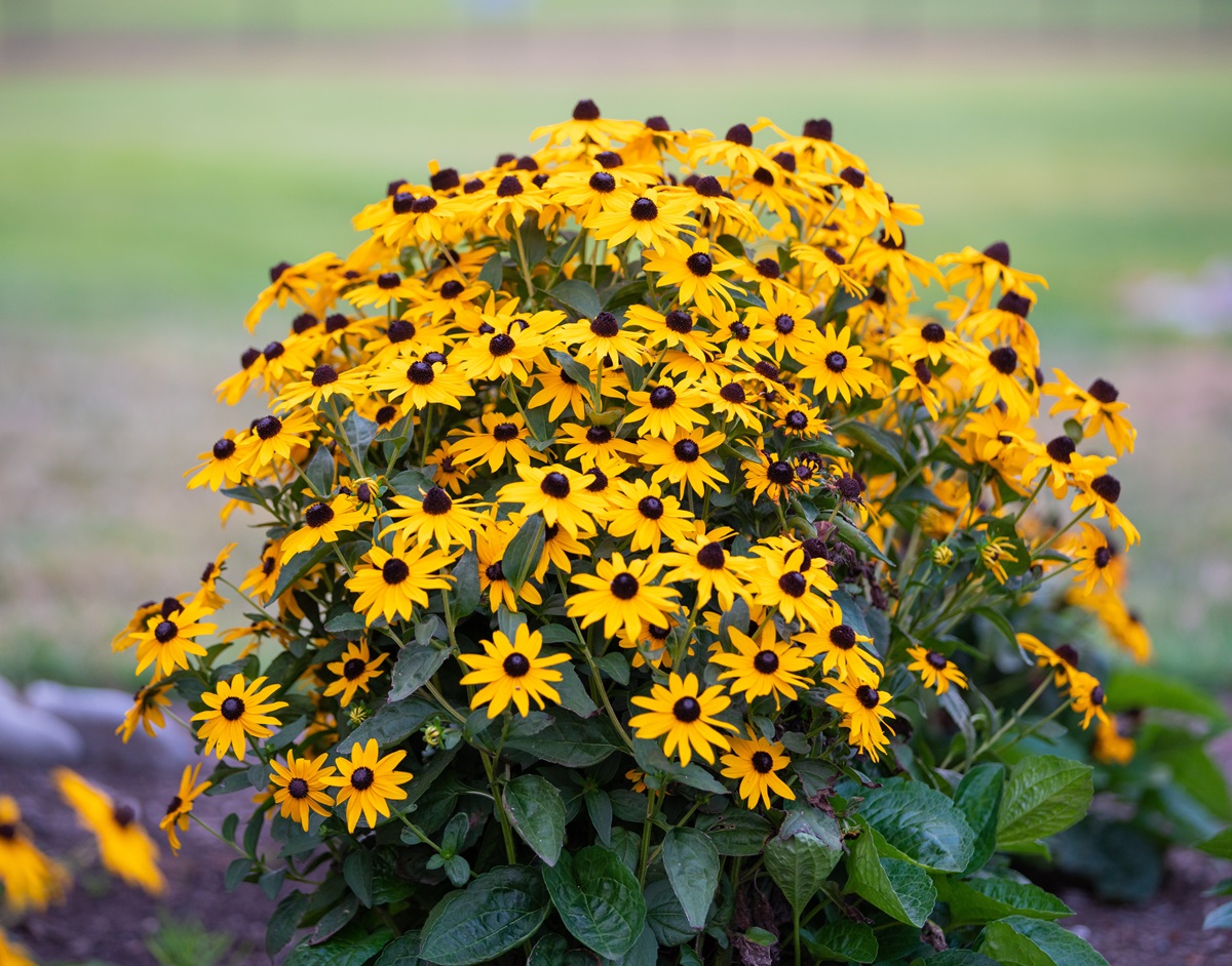 Black-eyed Susan (Rudbeckia hirta) flowering bush, state flower of Maryland.