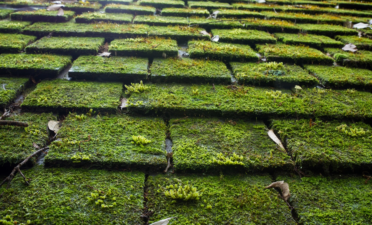 moss on a roof, making it appear green