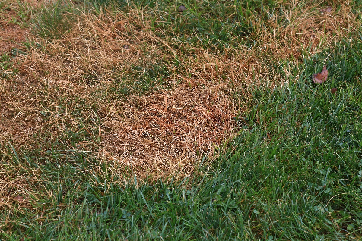 brown patches in a lawn