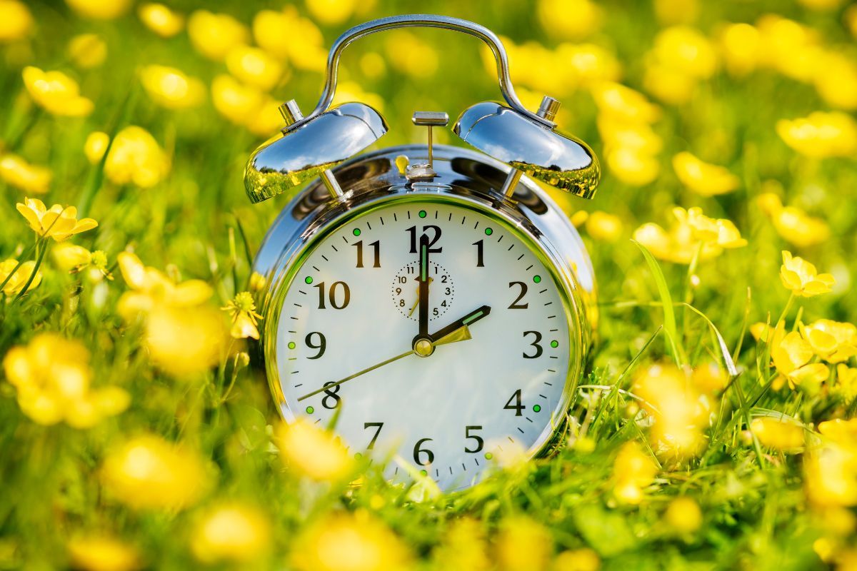 A clock showing 2 a.m. in a field of yellow flowers