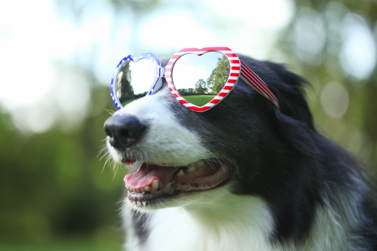 A dog with American flag sunglasses